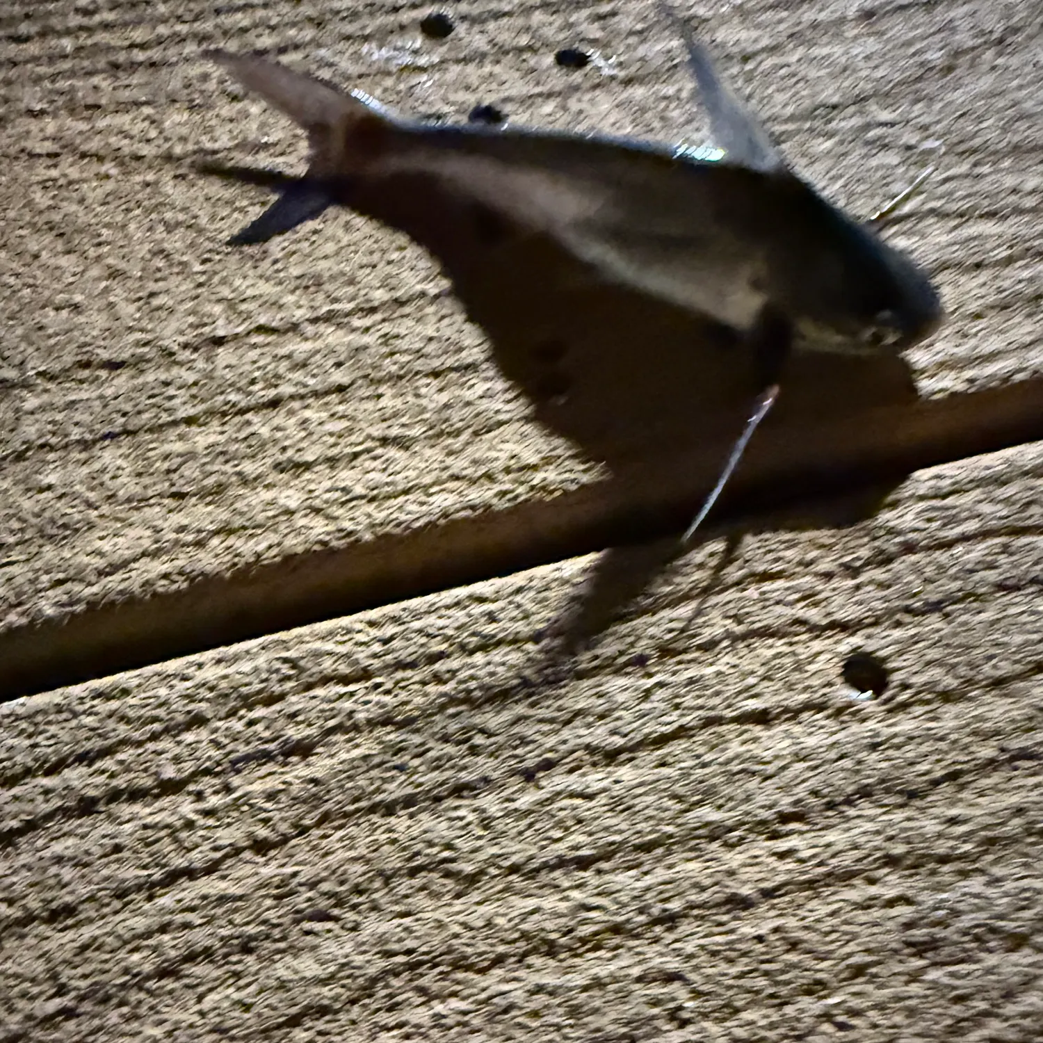Gafftopsail sea catfish caught on Fishbrain