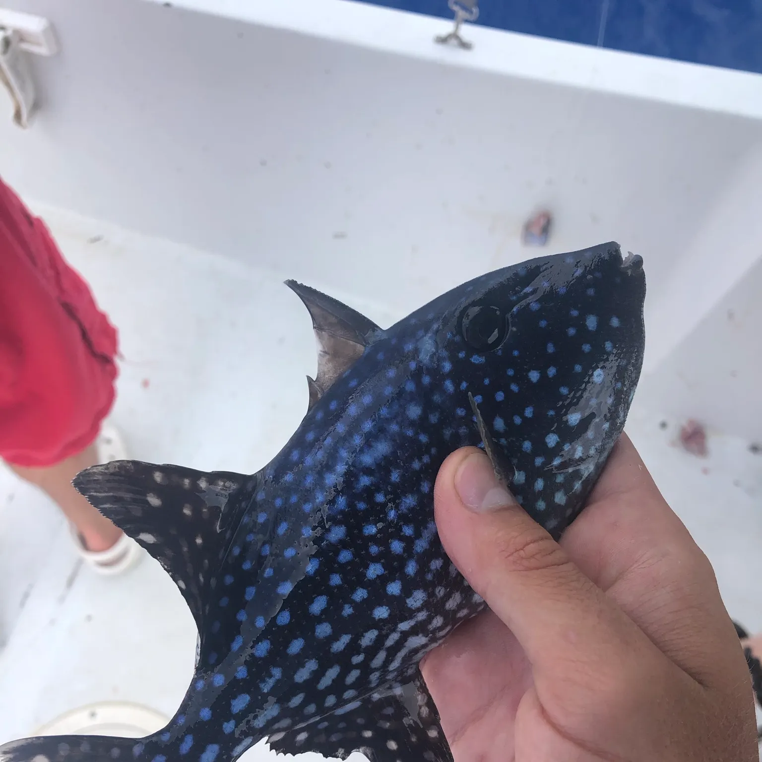 The most recent Rough triggerfish catches on Fishbrain