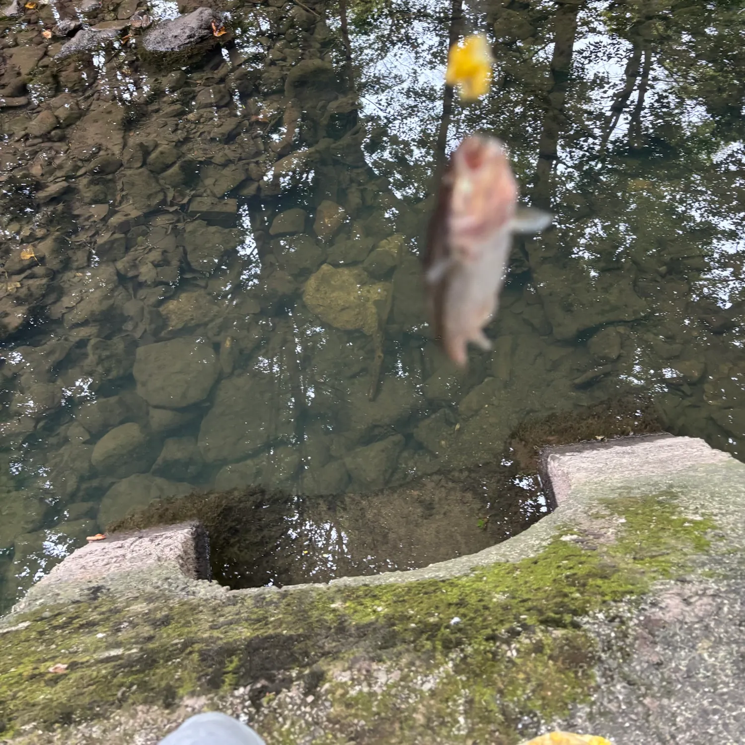 Creek chub caught on Fishbrain