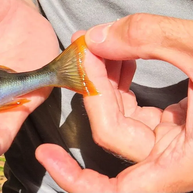 European perch caught on Fishbrain