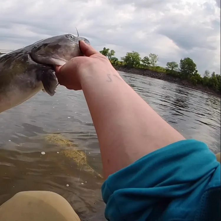 Channel catfish caught on Fishbrain