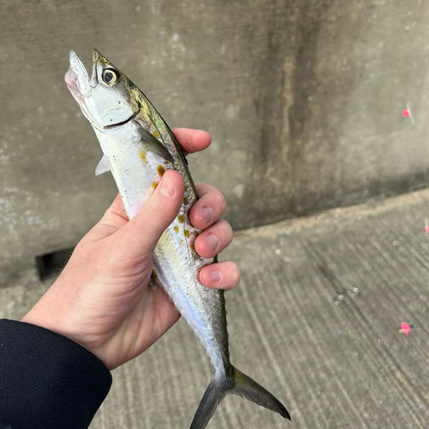 The most recent Spanish mackerel catches on Fishbrain