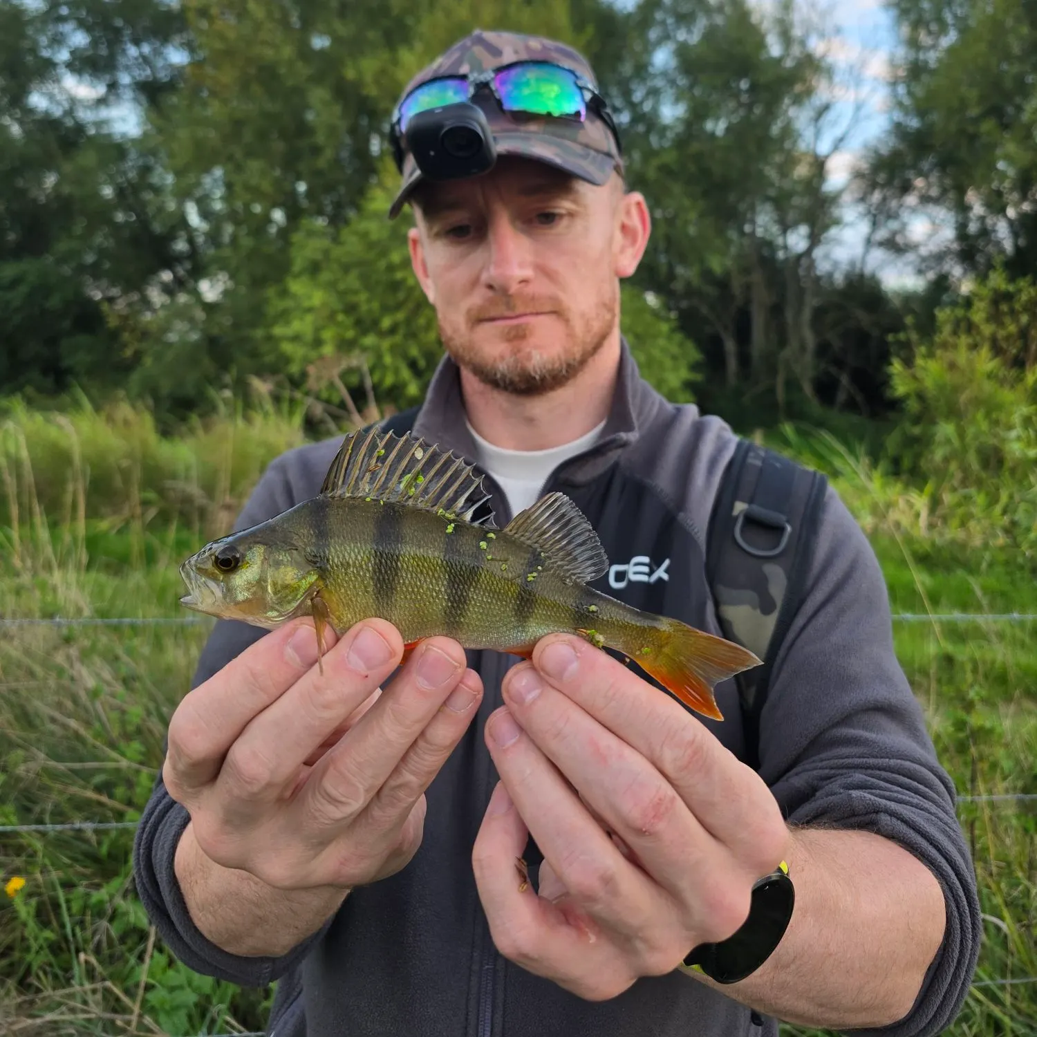 European perch caught on Fishbrain
