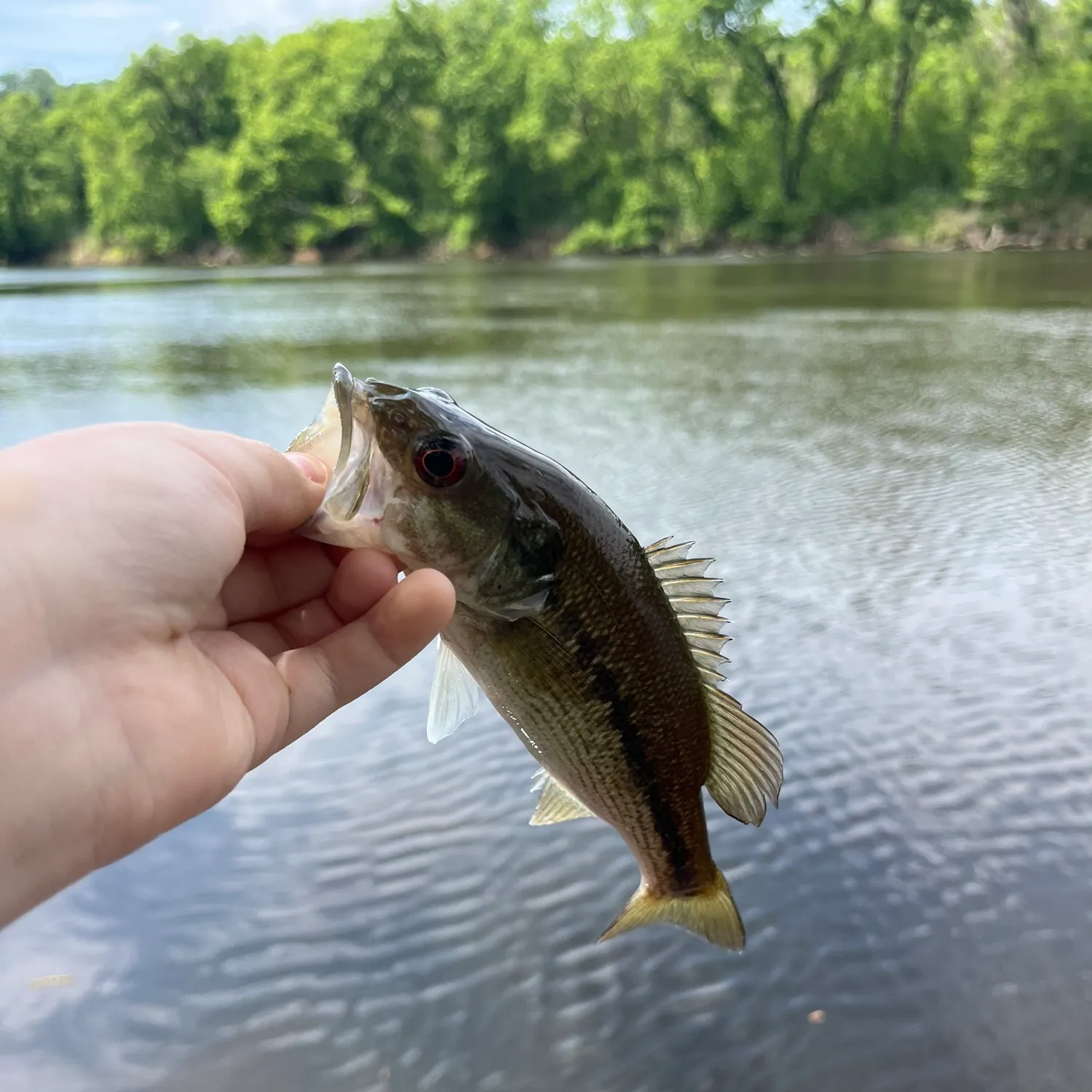 The most recent Redeye bass catches on Fishbrain