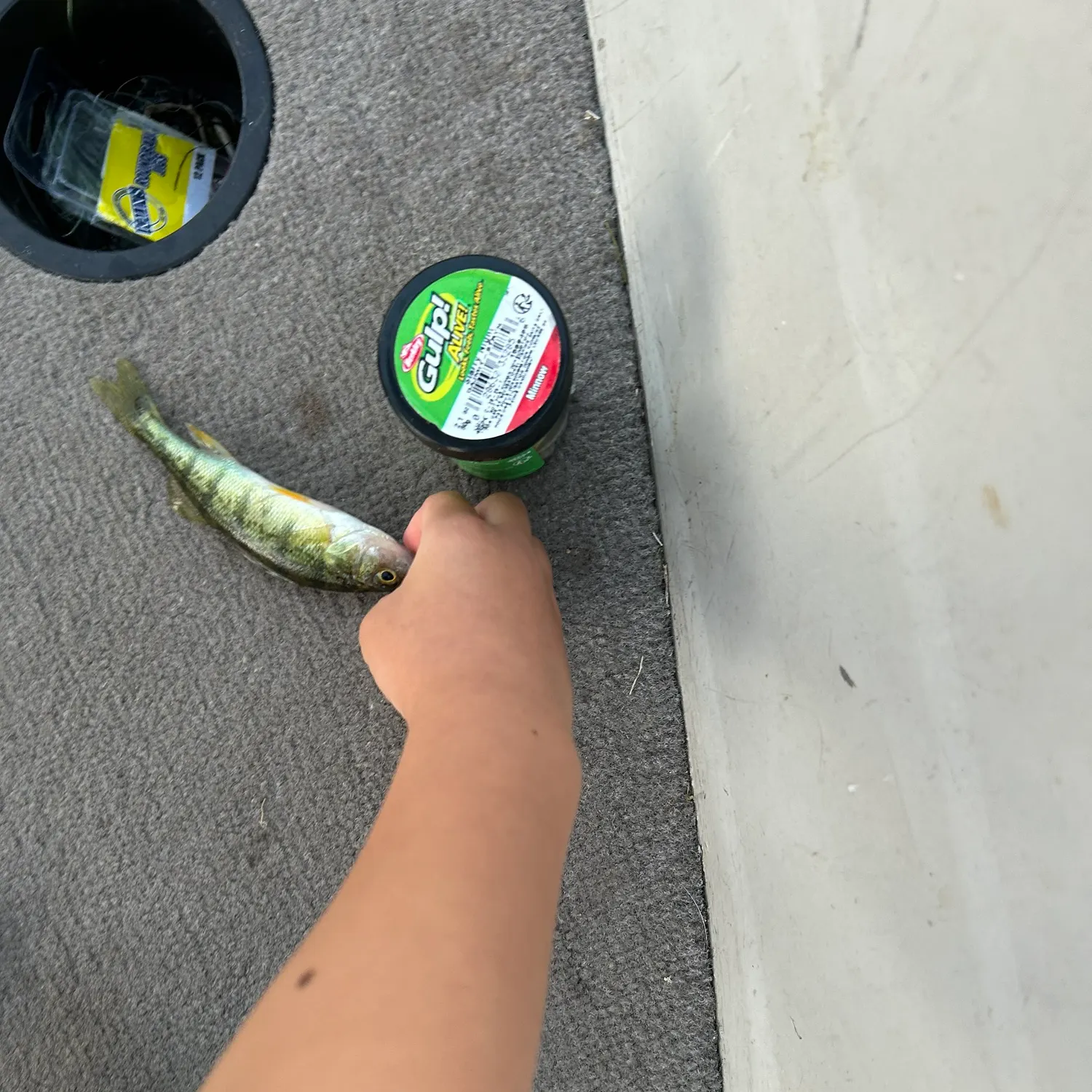 Yellow perch caught on Fishbrain