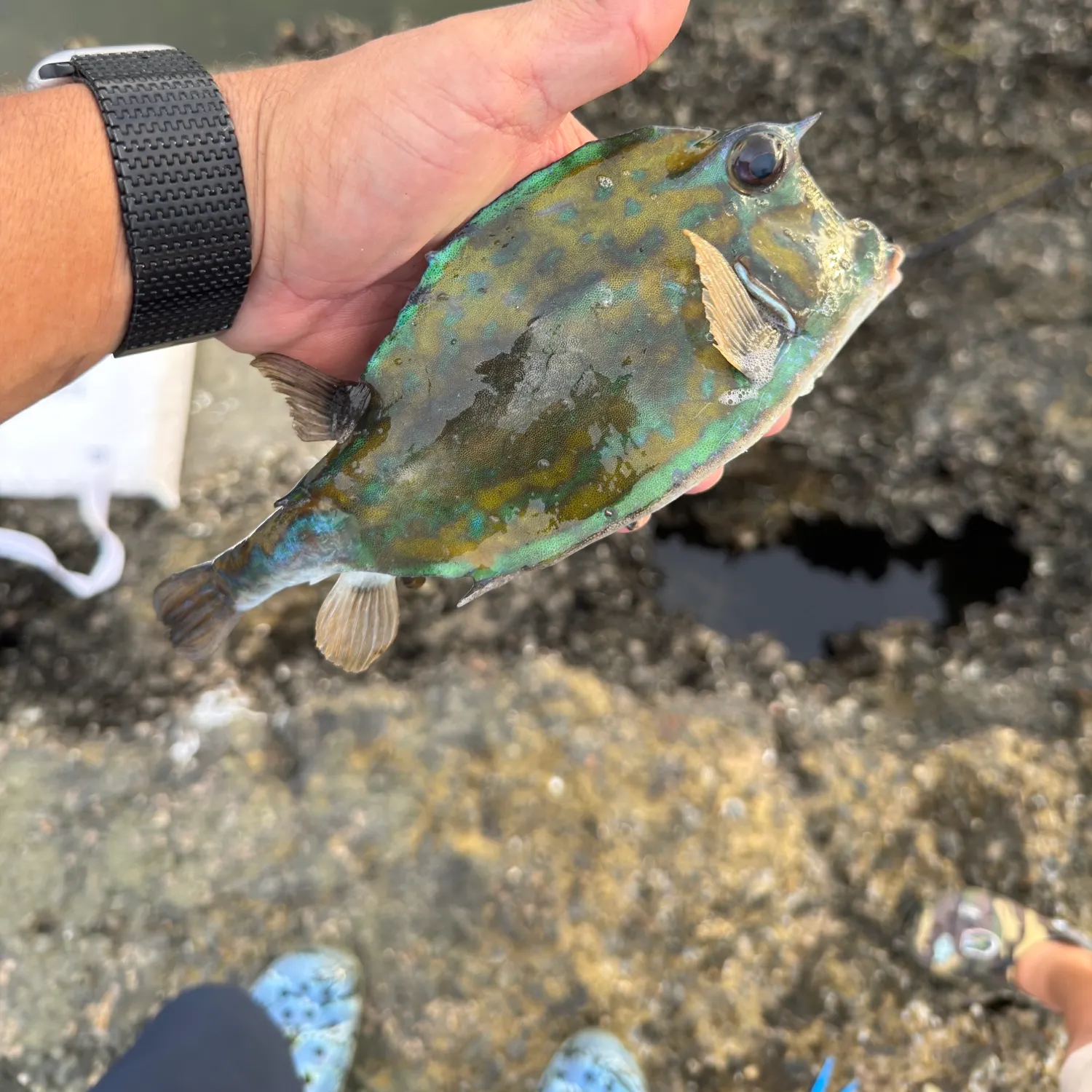 The most recent Scrawled cowfish catches on Fishbrain