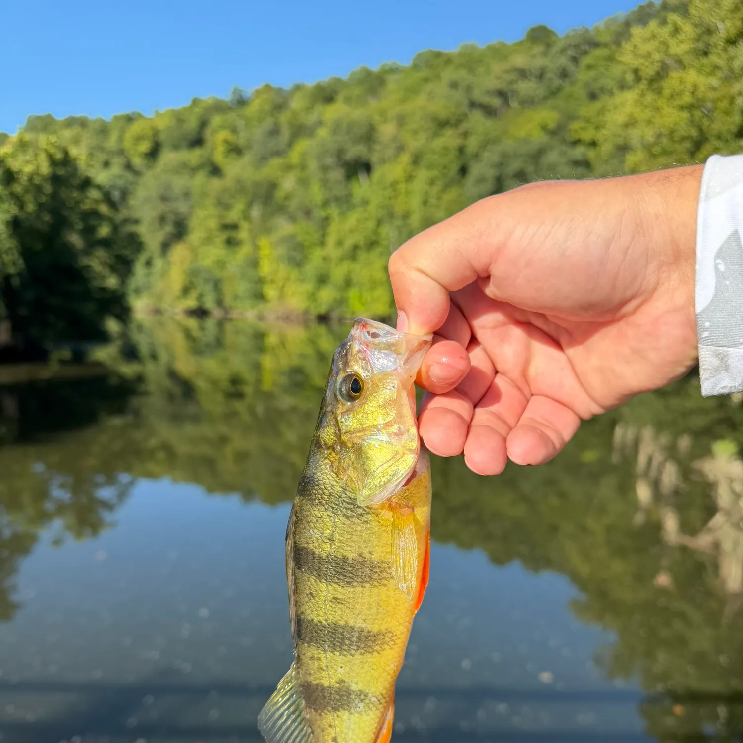 Yellow perch caught on Fishbrain