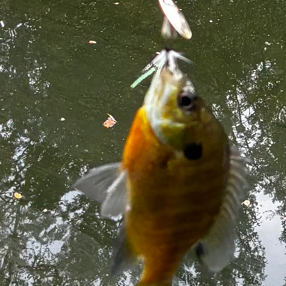 Bluegill caught on Fishbrain