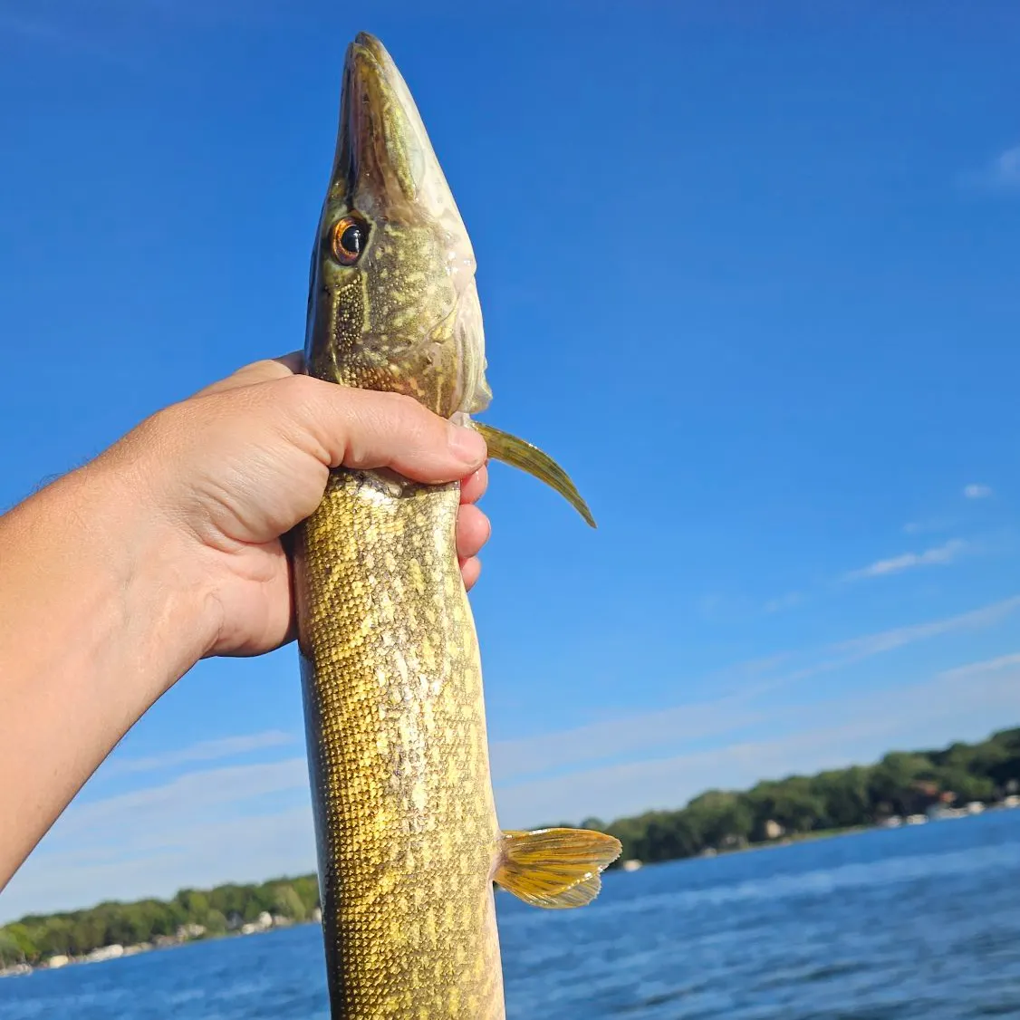 Northern pike caught on Fishbrain