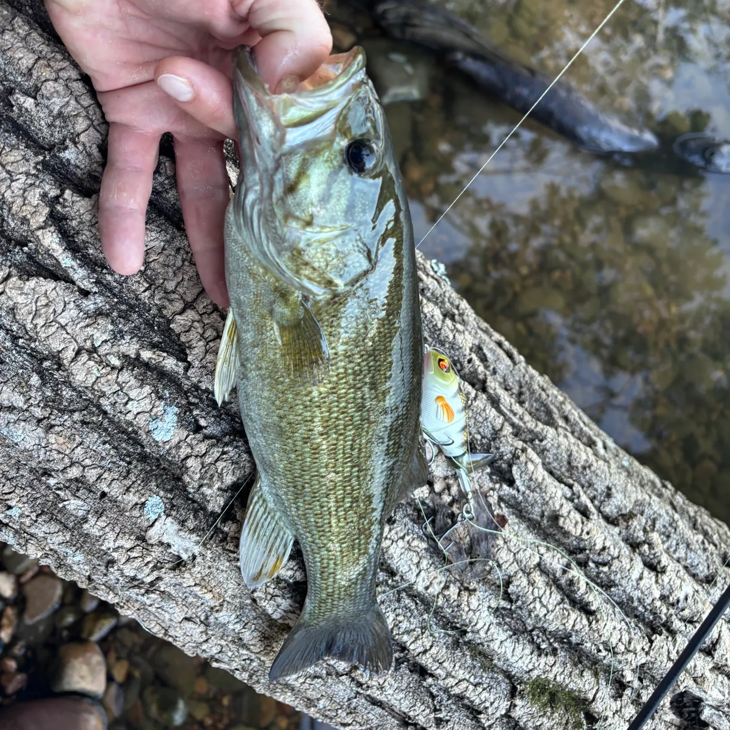 Smallmouth bass caught on Fishbrain