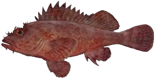 Eastern red scorpionfish