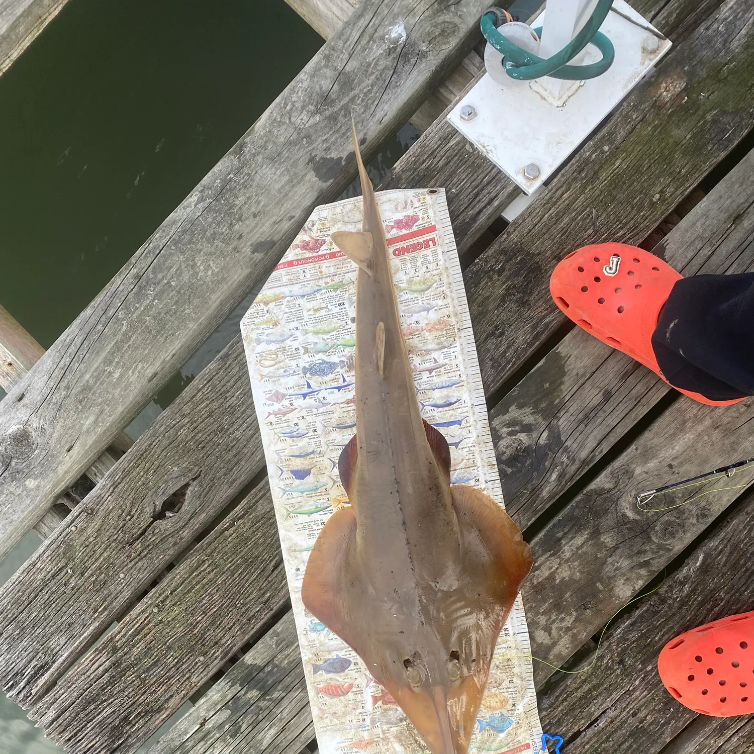 The most recent Pacific shovelnose guitarfish catches on Fishbrain