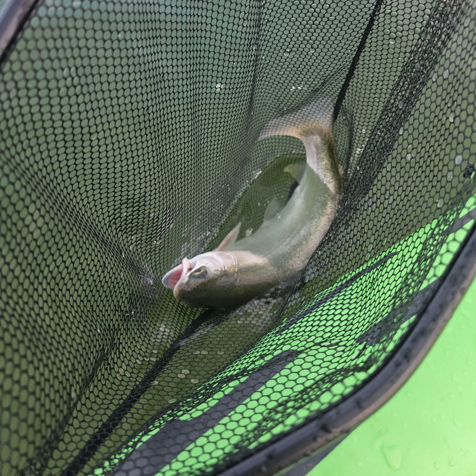 Rainbow trout caught on Fishbrain