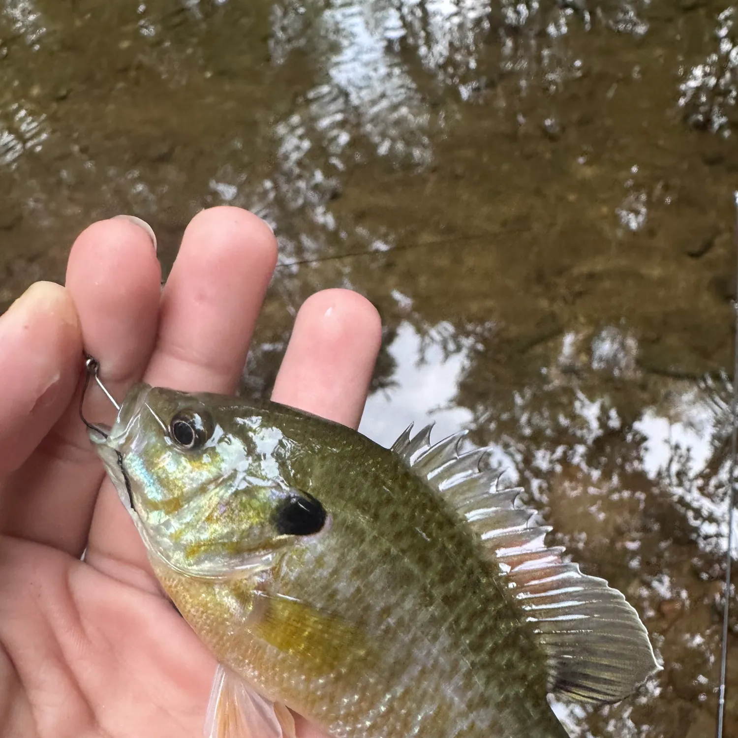 Greengill hybrid caught on Fishbrain