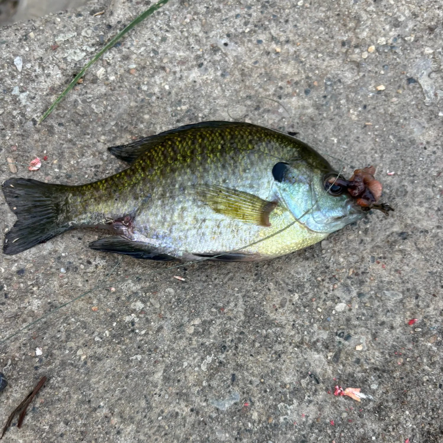 Bluegill caught on Fishbrain