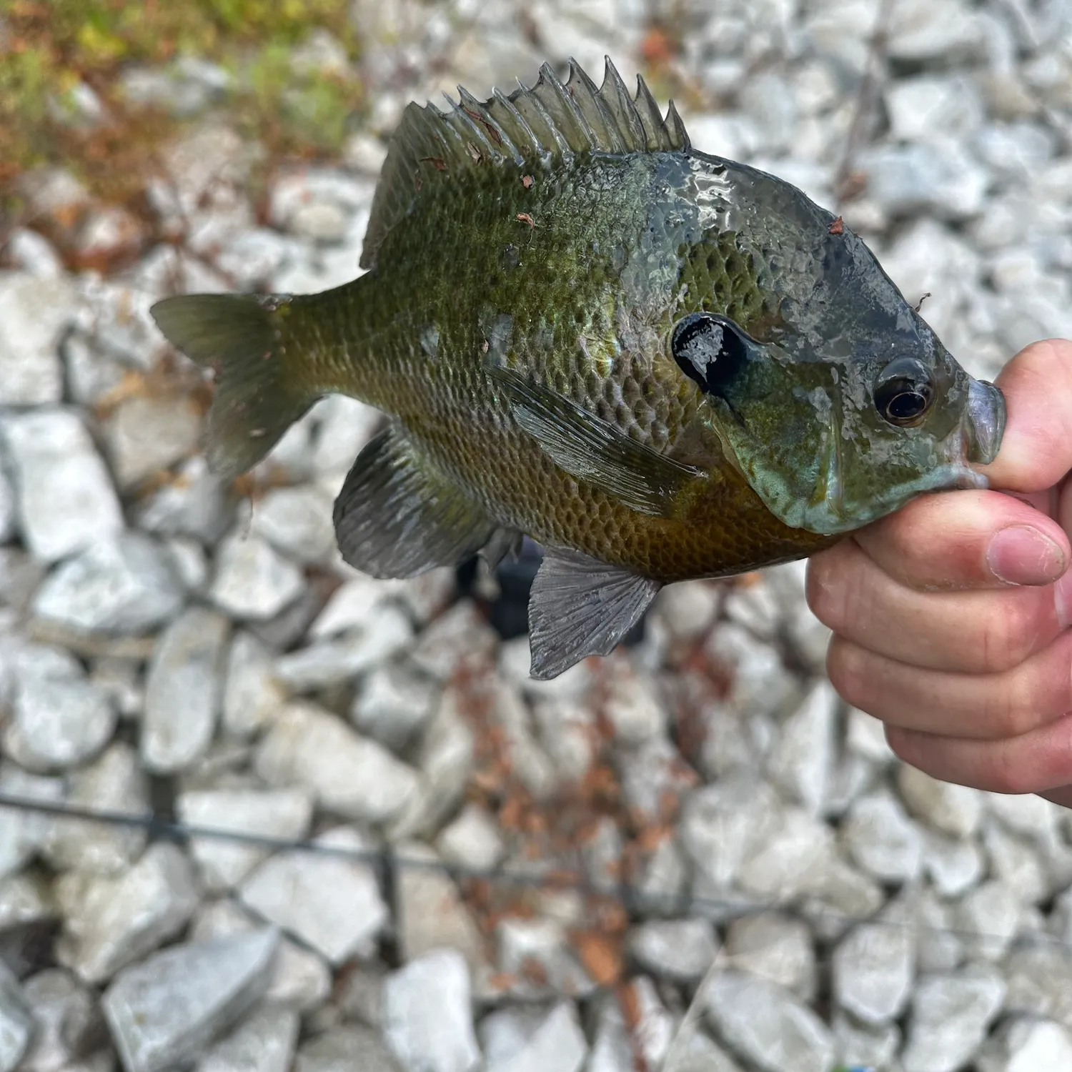The most recent Orangespotted sunfish catches on Fishbrain