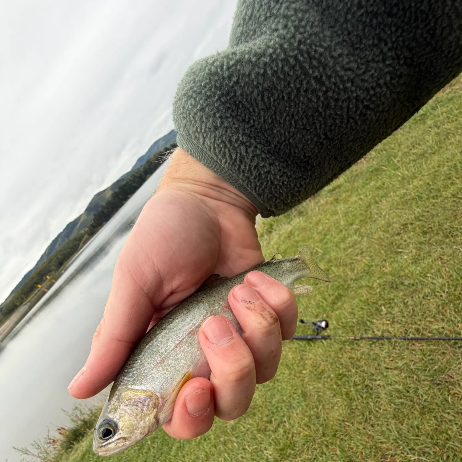 Rainbow trout caught on Fishbrain