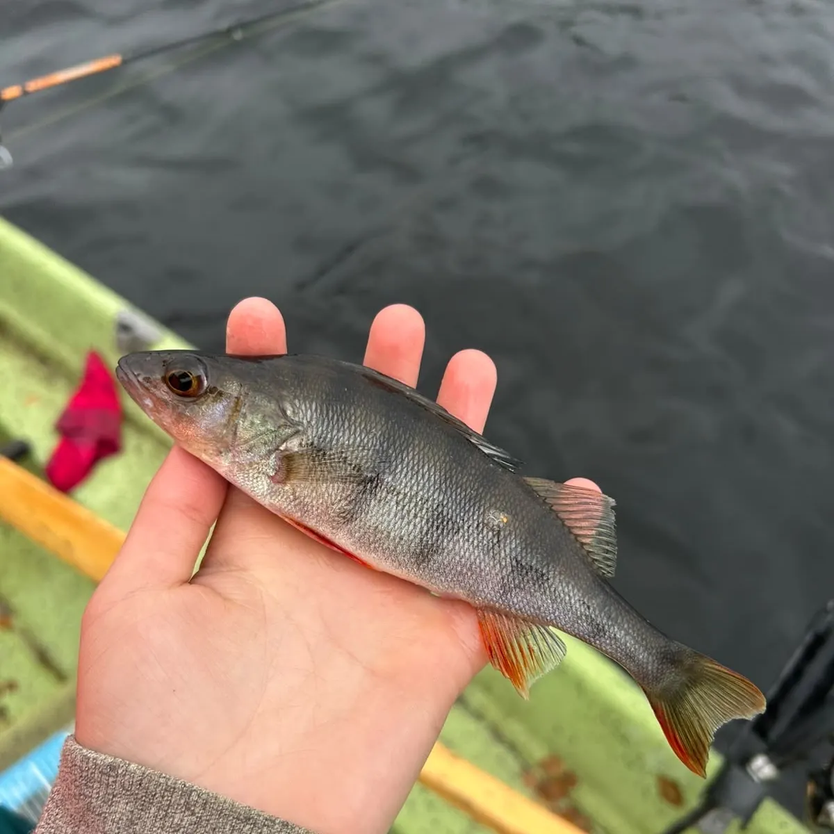 European perch caught on Fishbrain