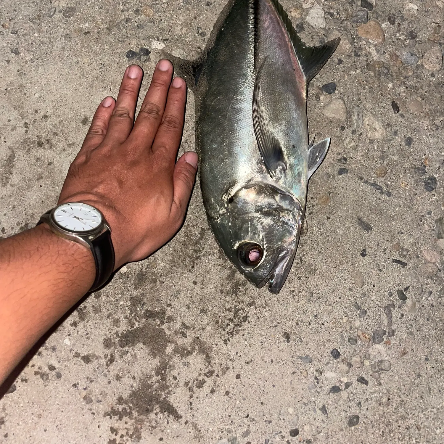 The most recent Bigeye trevally catches on Fishbrain