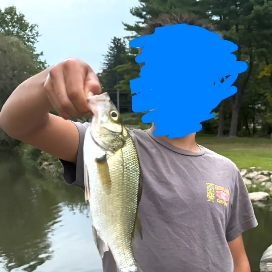 White perch caught on Fishbrain