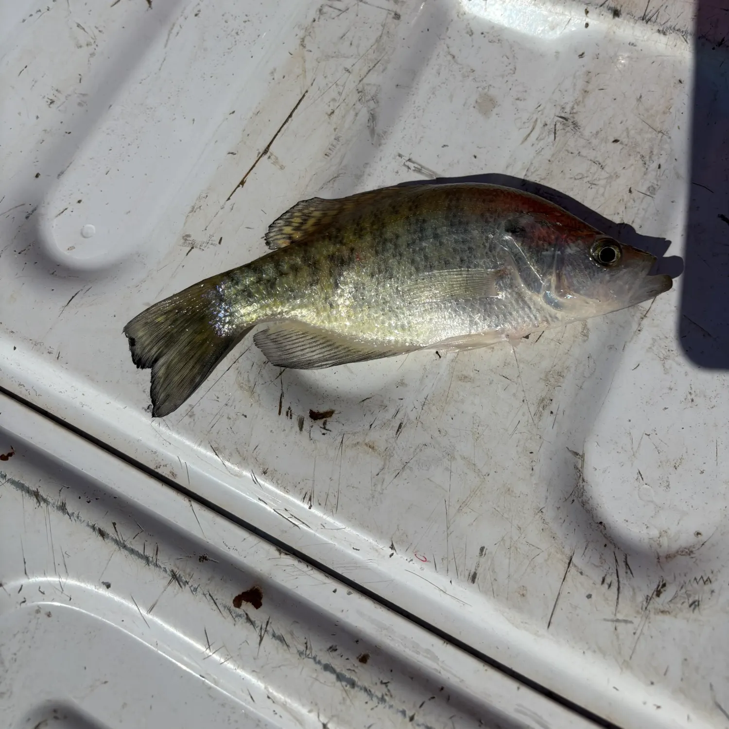 The most recent White crappie catches on Fishbrain