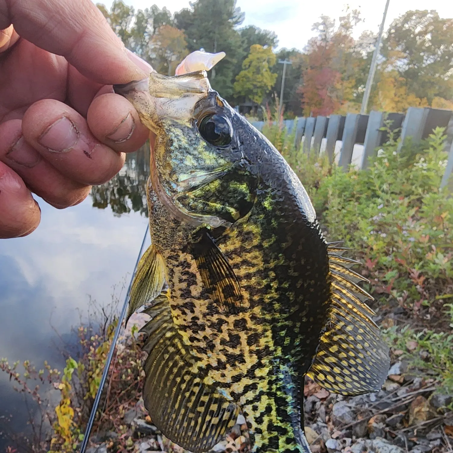 Black crappie caught on Fishbrain
