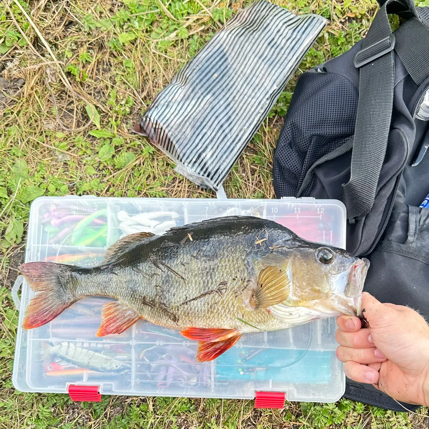 European perch caught on Fishbrain