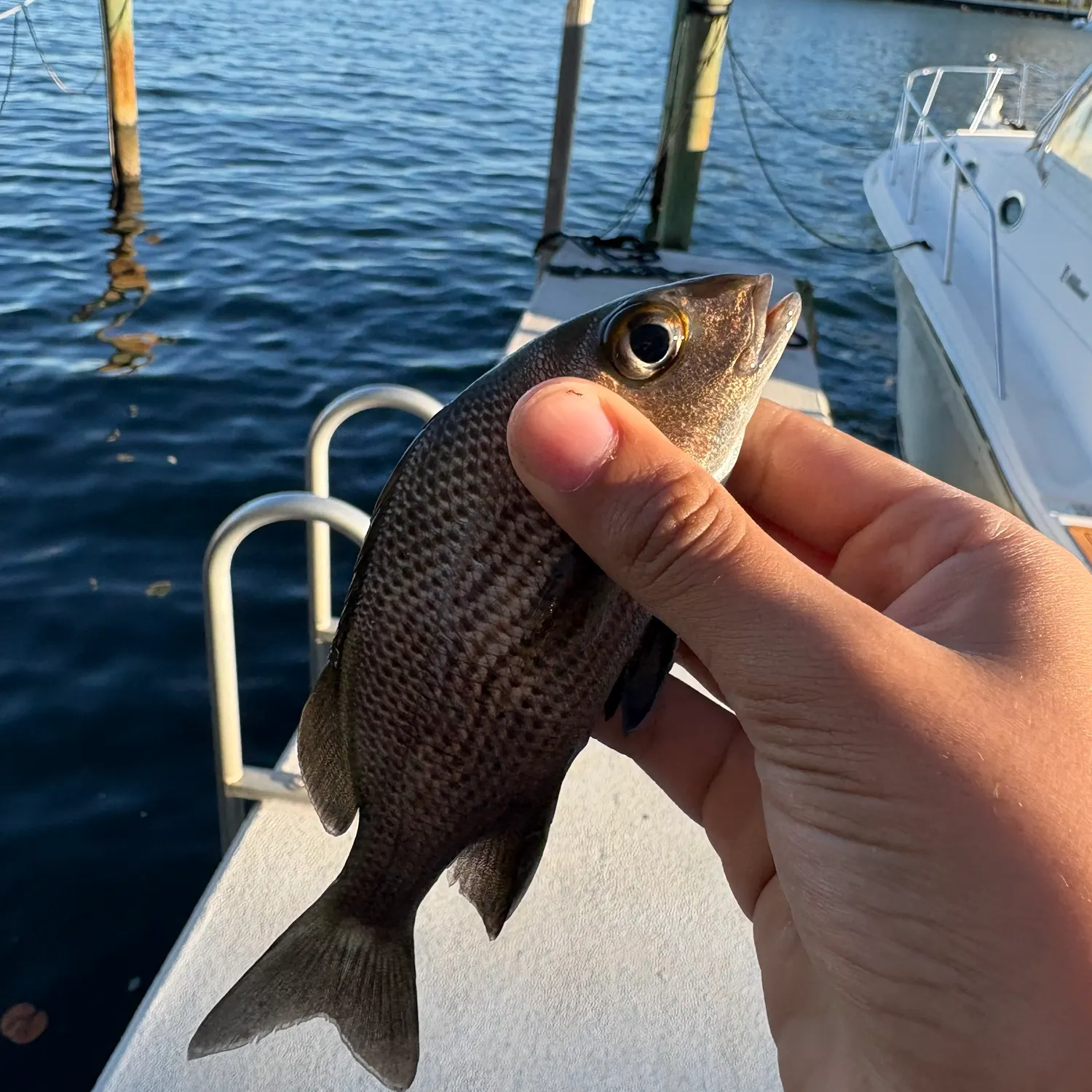 The most recent Sailor's choice grunt catches on Fishbrain