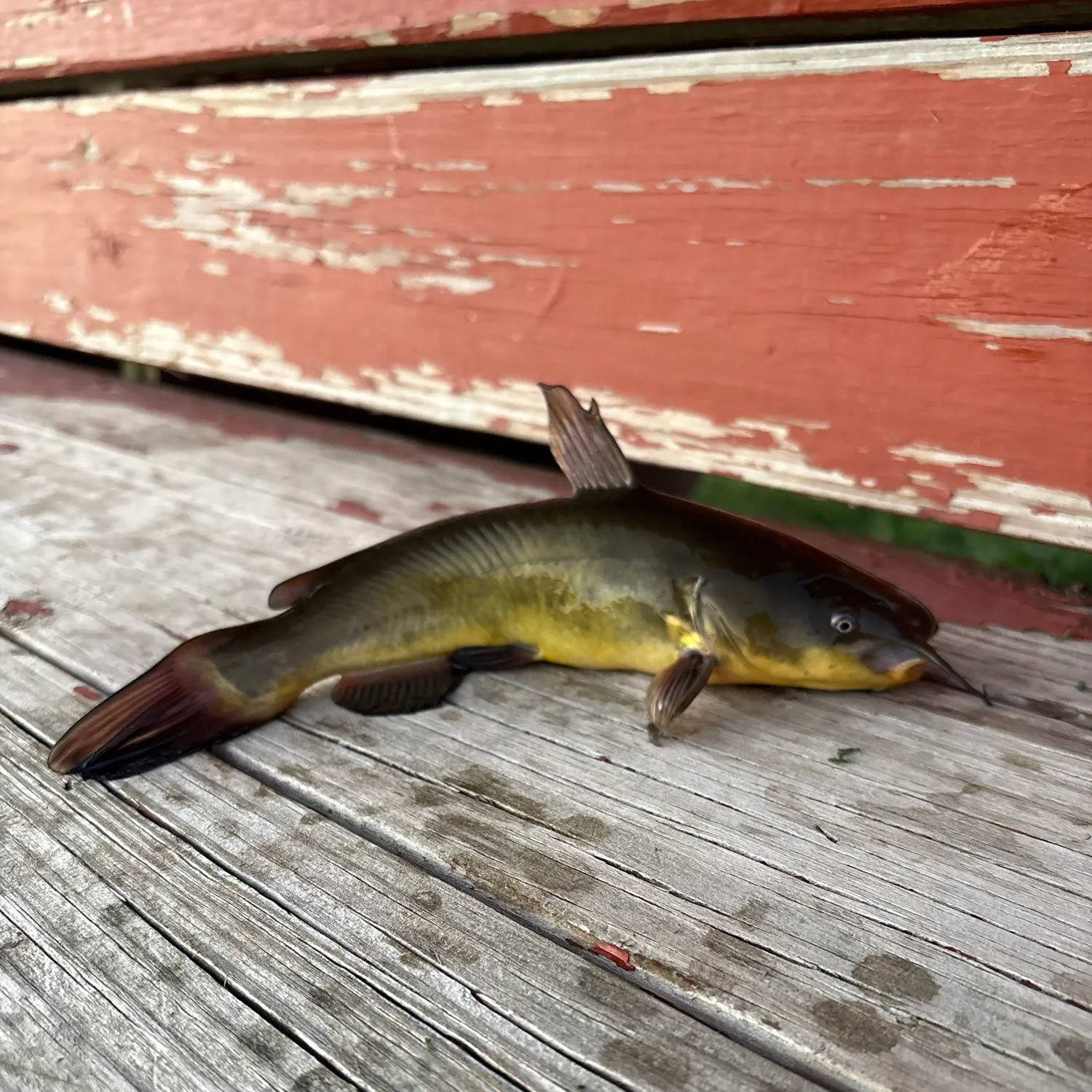 Yellow bullhead caught on Fishbrain