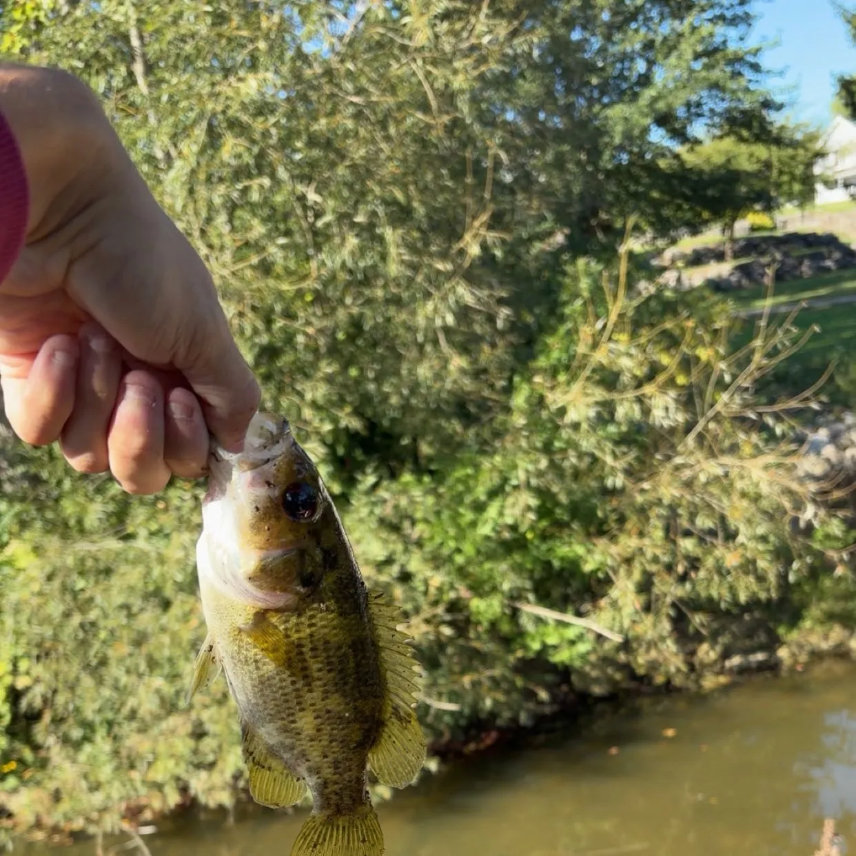 Rock bass caught on Fishbrain