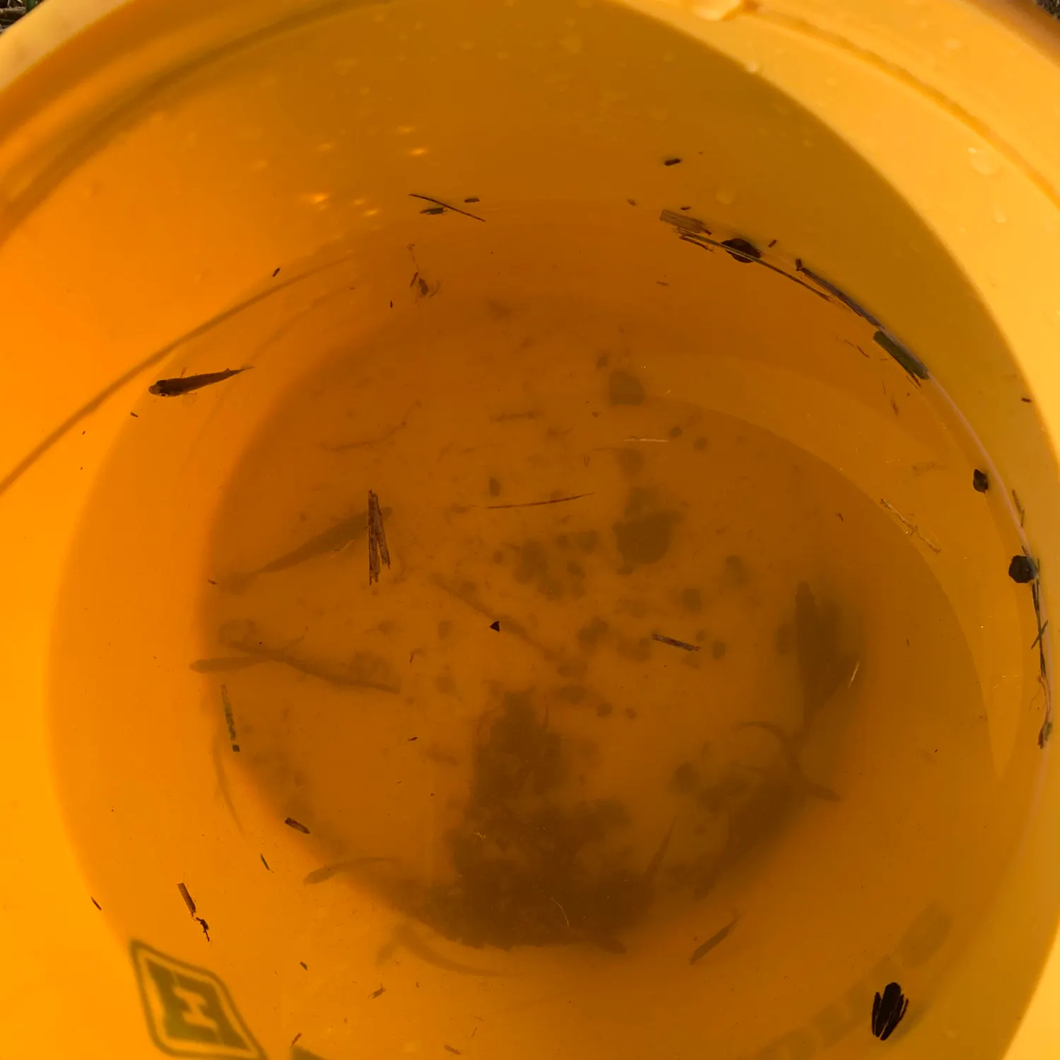 The most recent Brook stickleback catches on Fishbrain