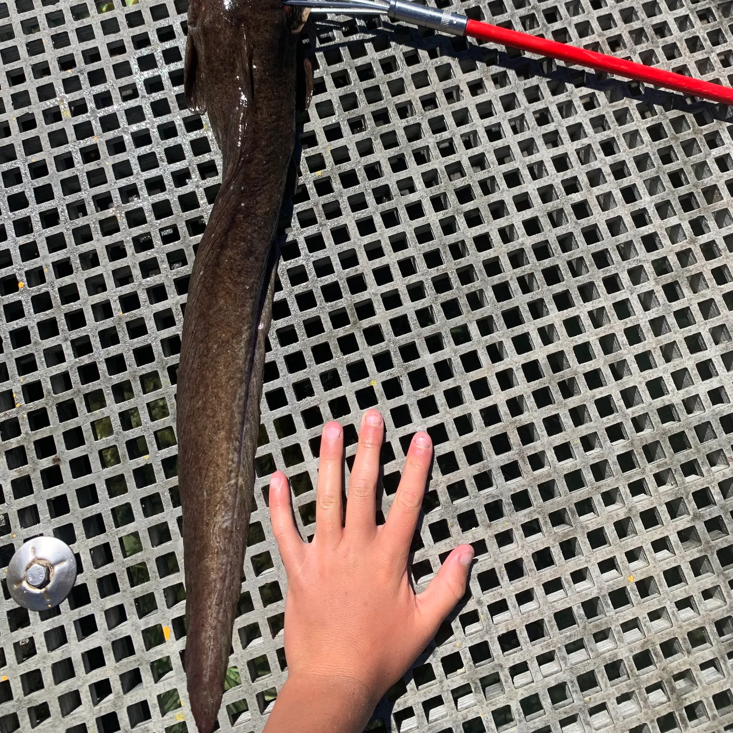 The most recent Cobbler catches on Fishbrain