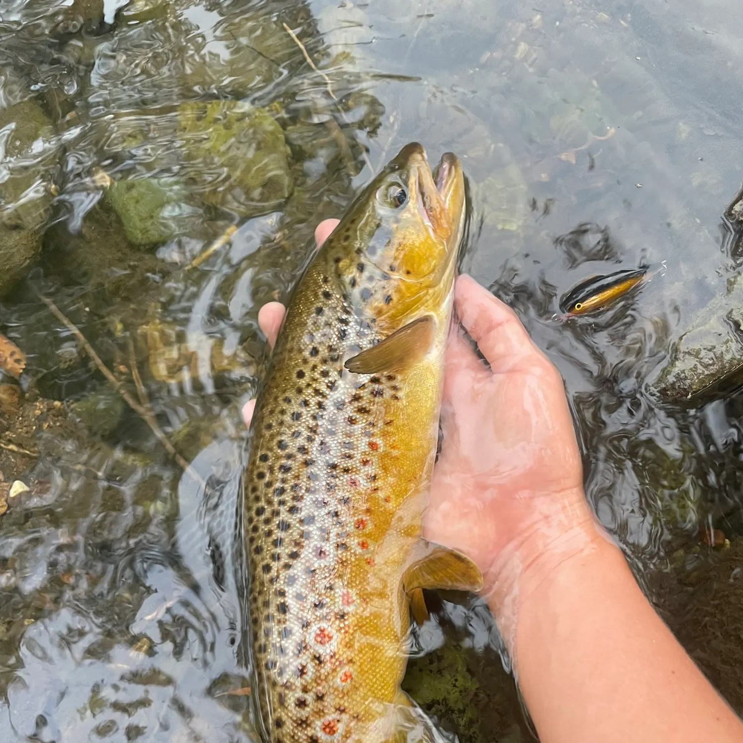 Brown trout caught on Fishbrain