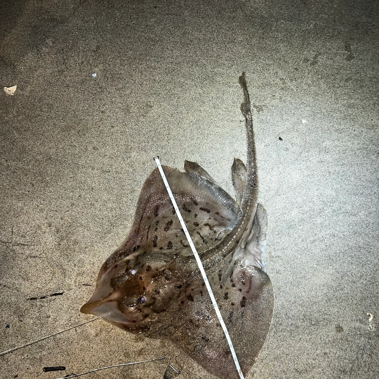 Clearnose skate caught on Fishbrain