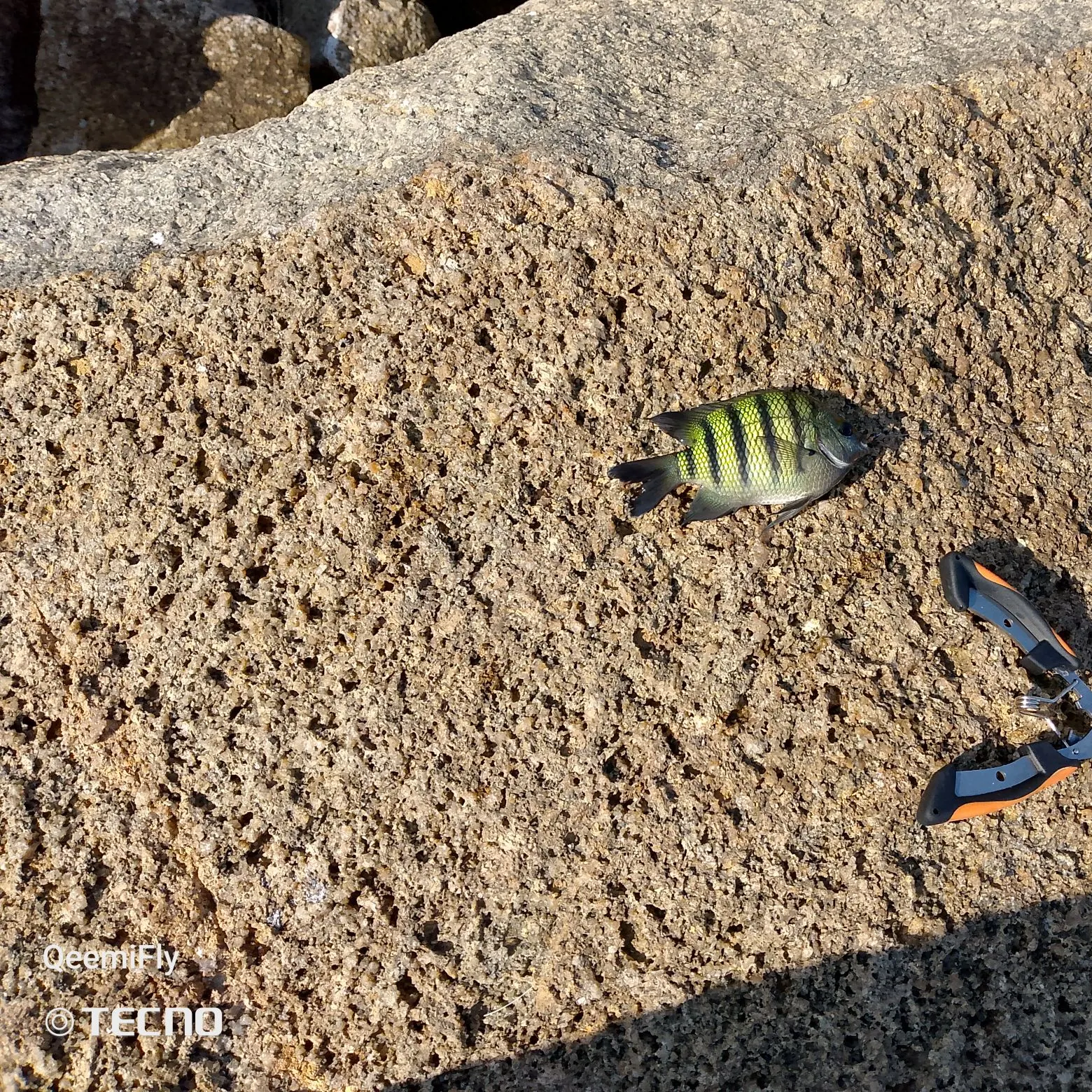 The most recent Panamic sergeant major catches on Fishbrain