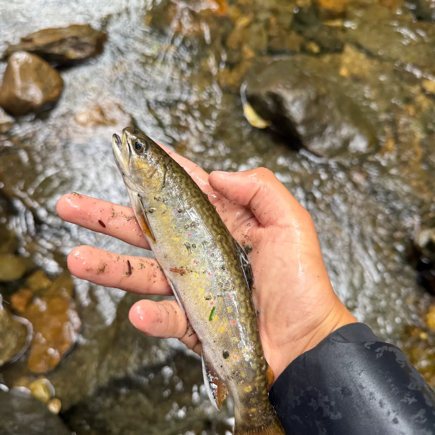 Brook trout caught on Fishbrain