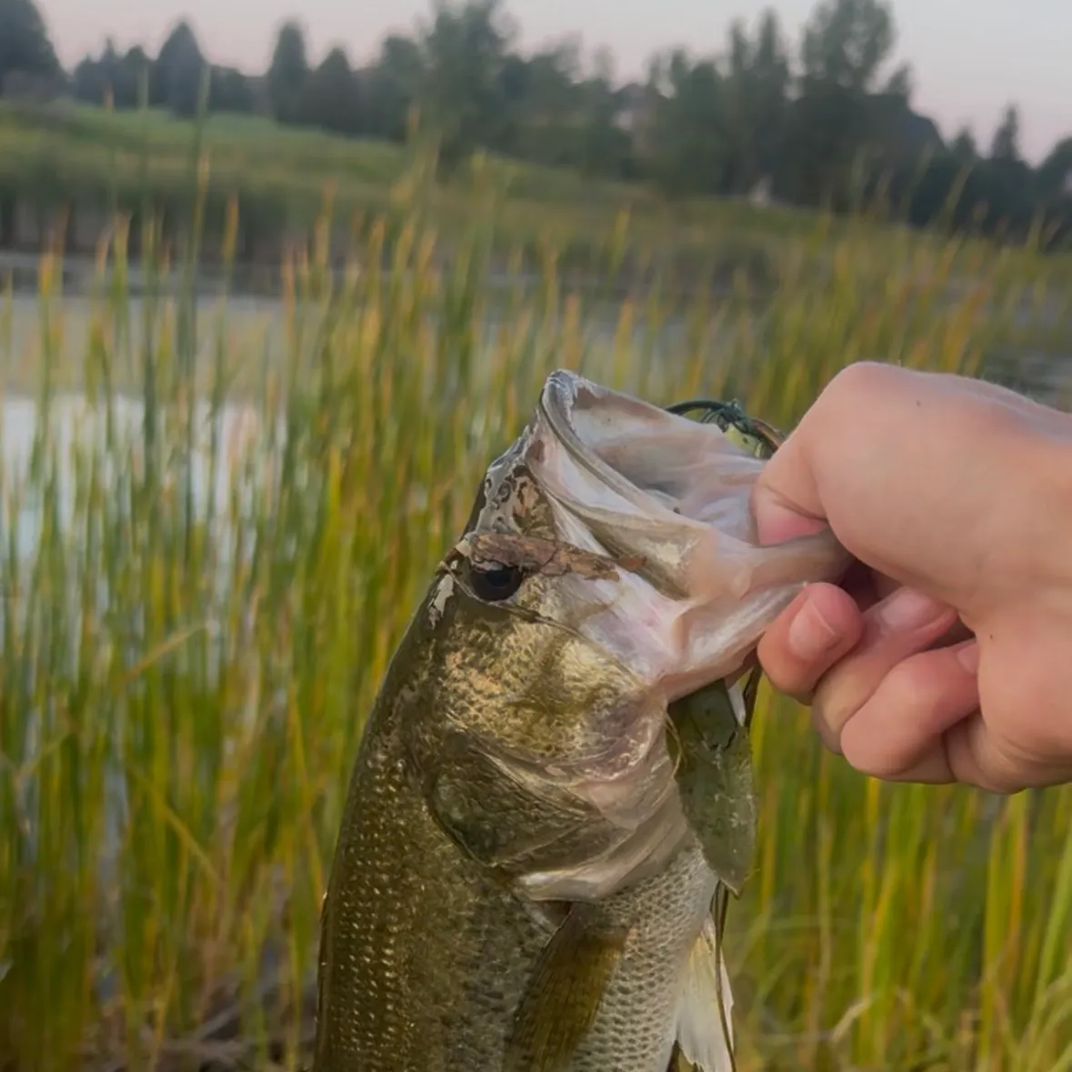 Largemouth bass caught on Fishbrain