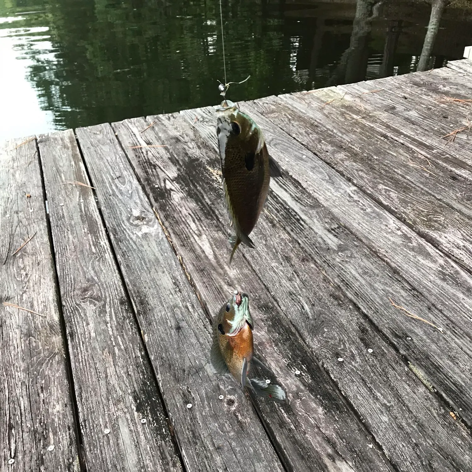 recently logged catches