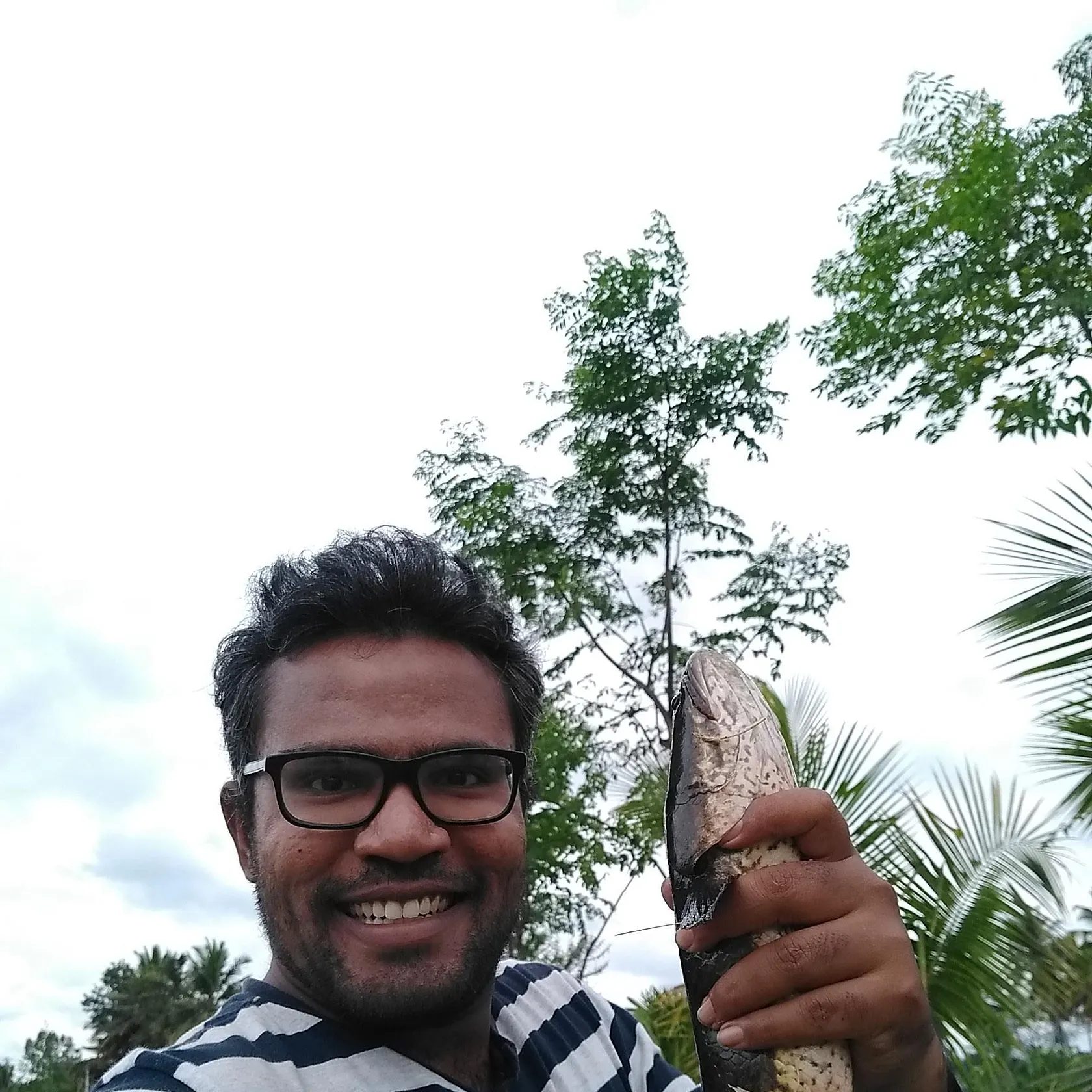 The most recent Striped snakehead catches on Fishbrain