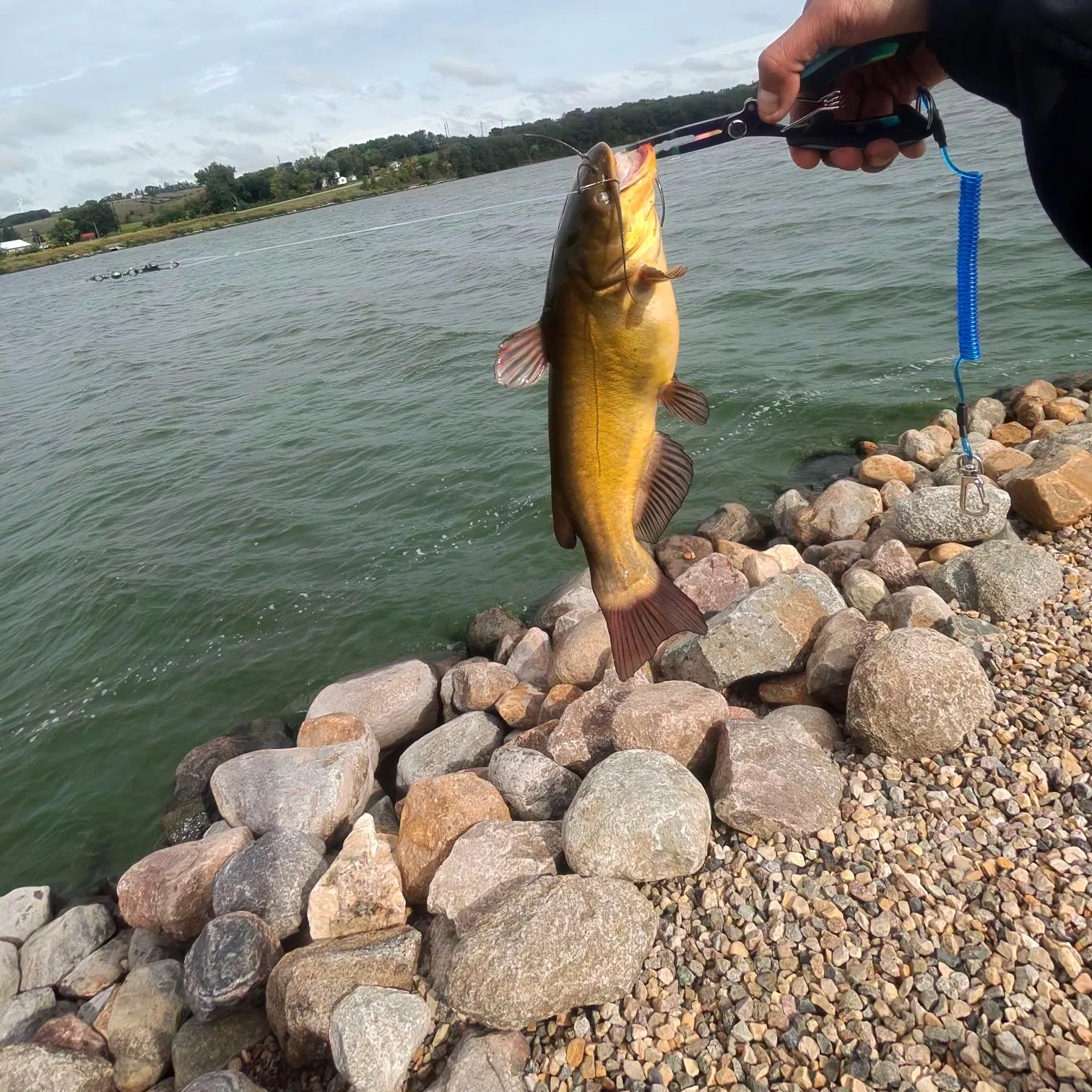 Black bullhead caught on Fishbrain