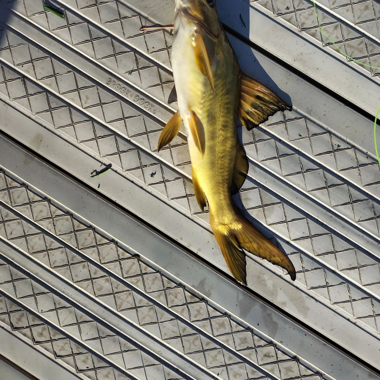 The most recent Spotted pimelodus catches on Fishbrain