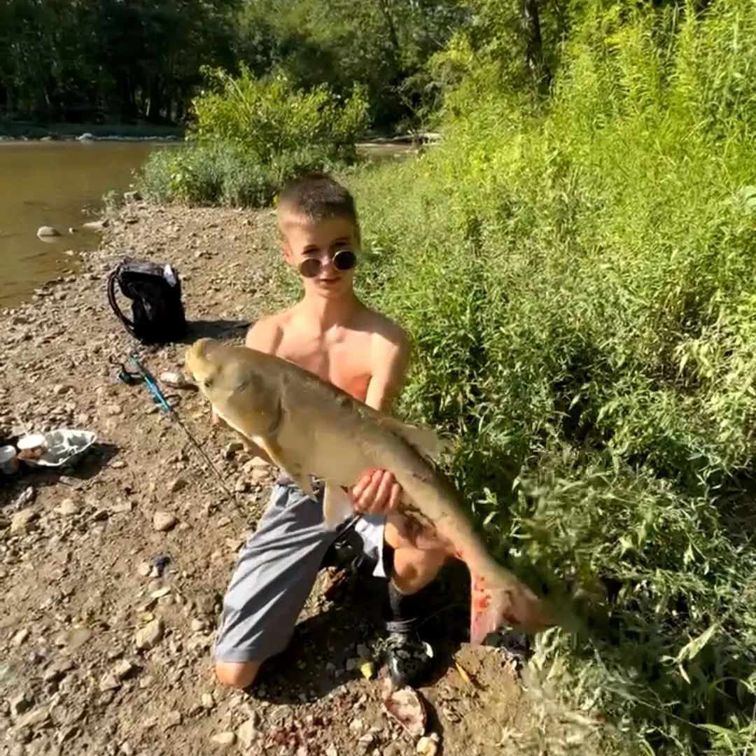 The most recent Silver carp catches on Fishbrain