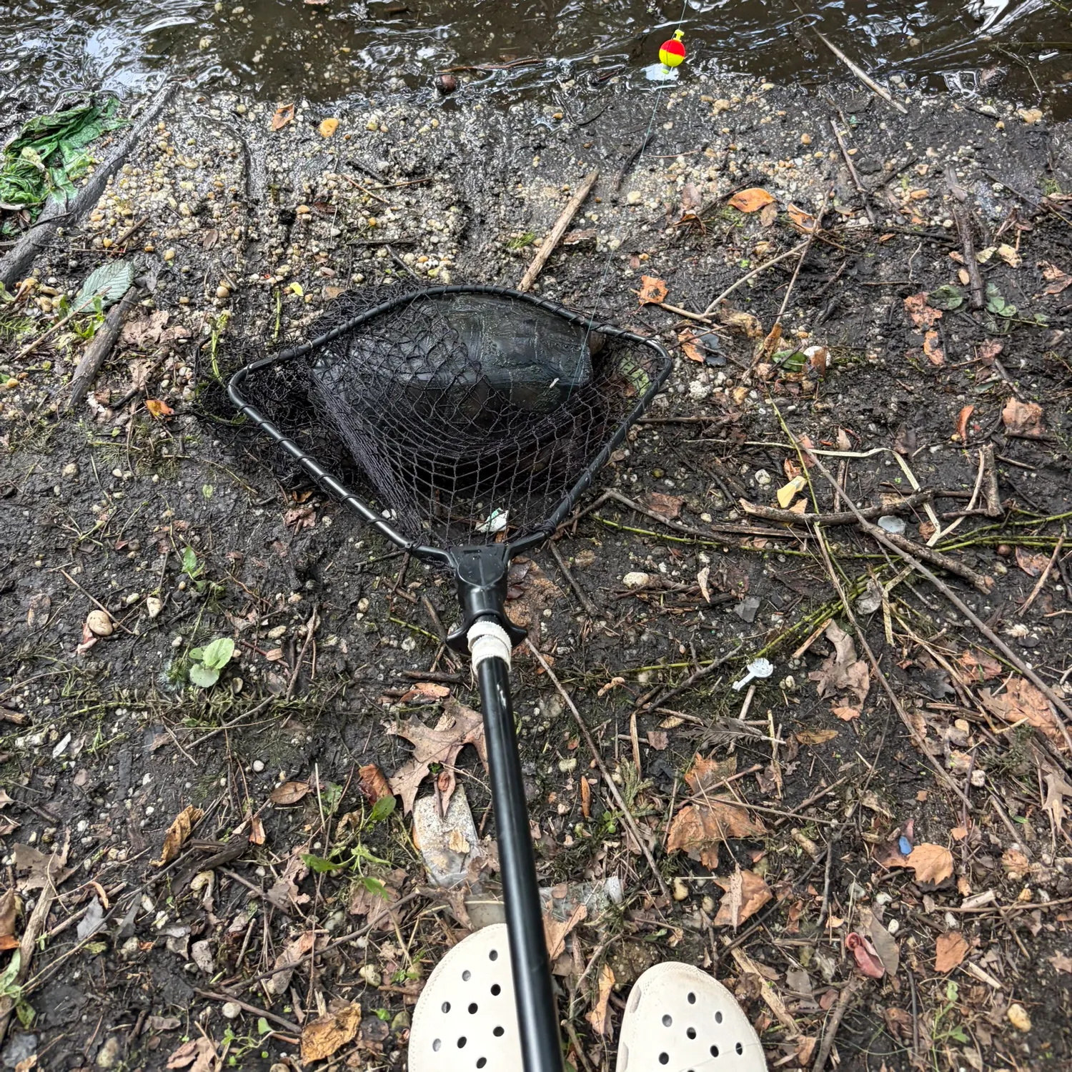 Common snapping turtle caught on Fishbrain