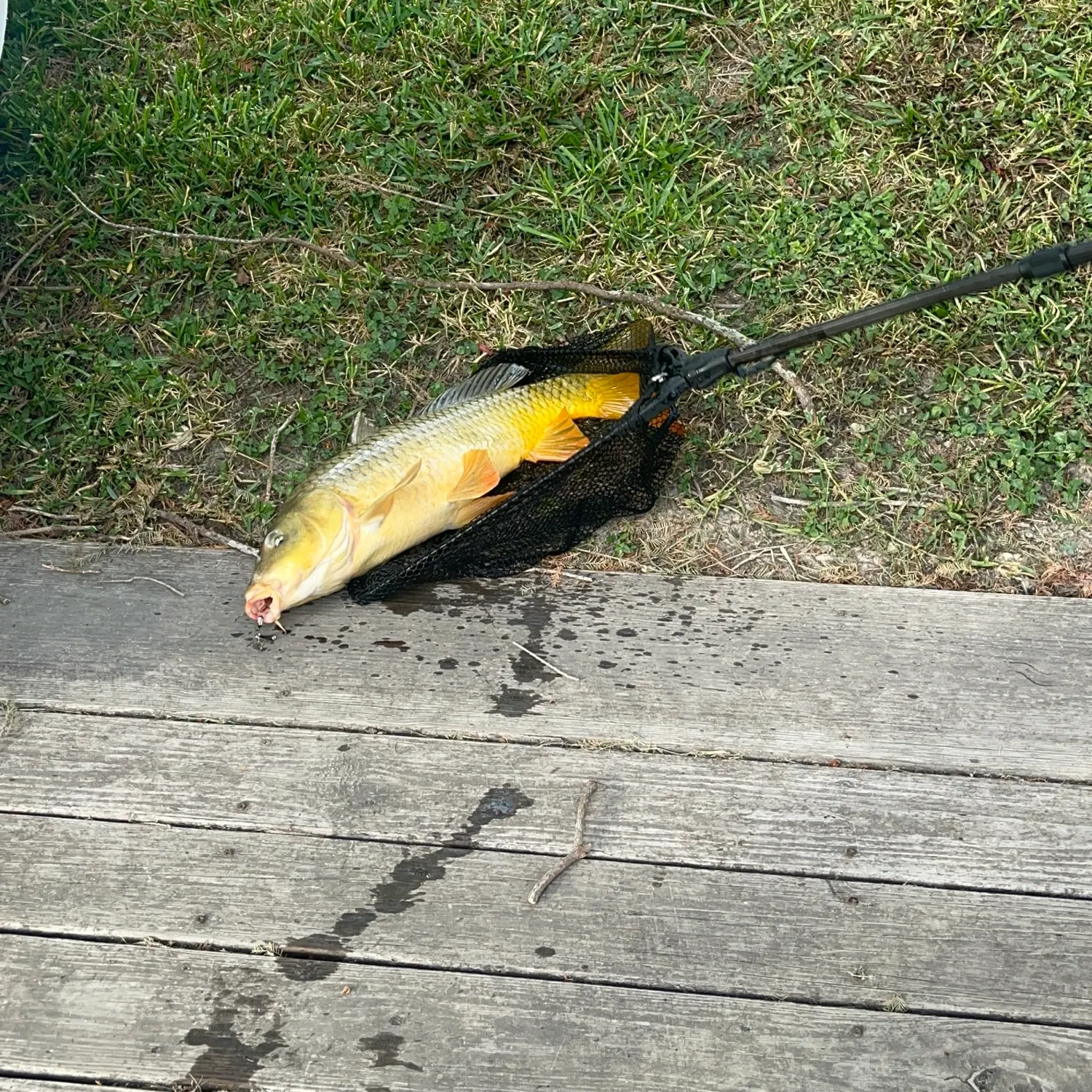 Common carp caught on Fishbrain