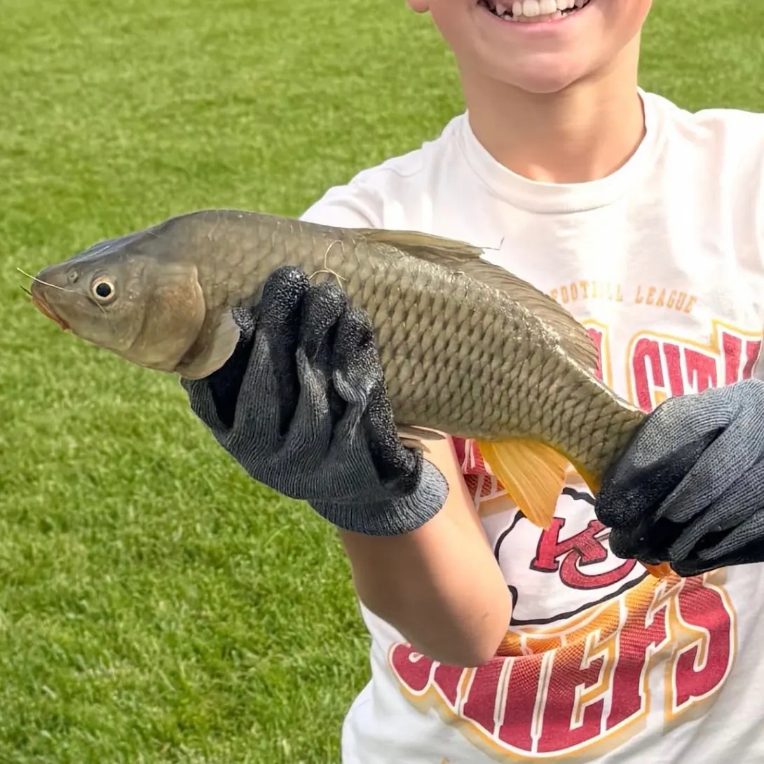 Grass carp caught on Fishbrain