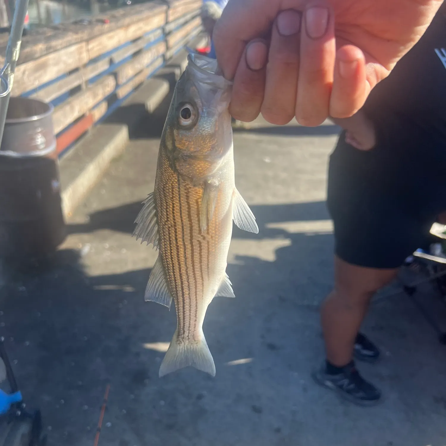 Fish caught on Fishbrain