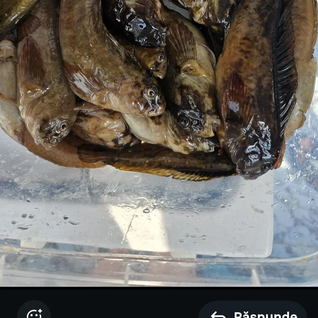 The most recent Black goby catches on Fishbrain