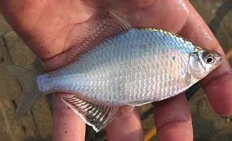 Giant Chinese bitterling