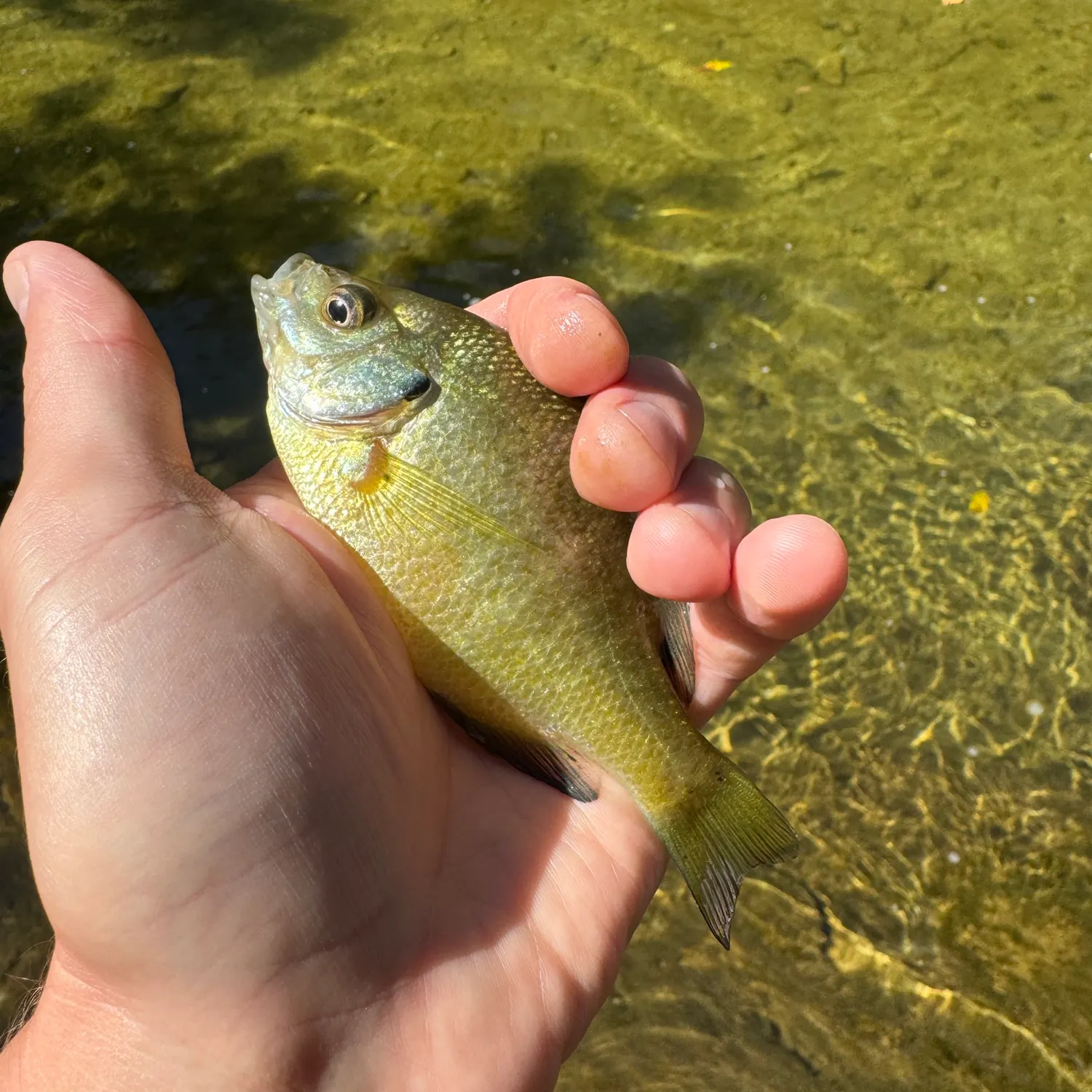Bluegill caught on Fishbrain