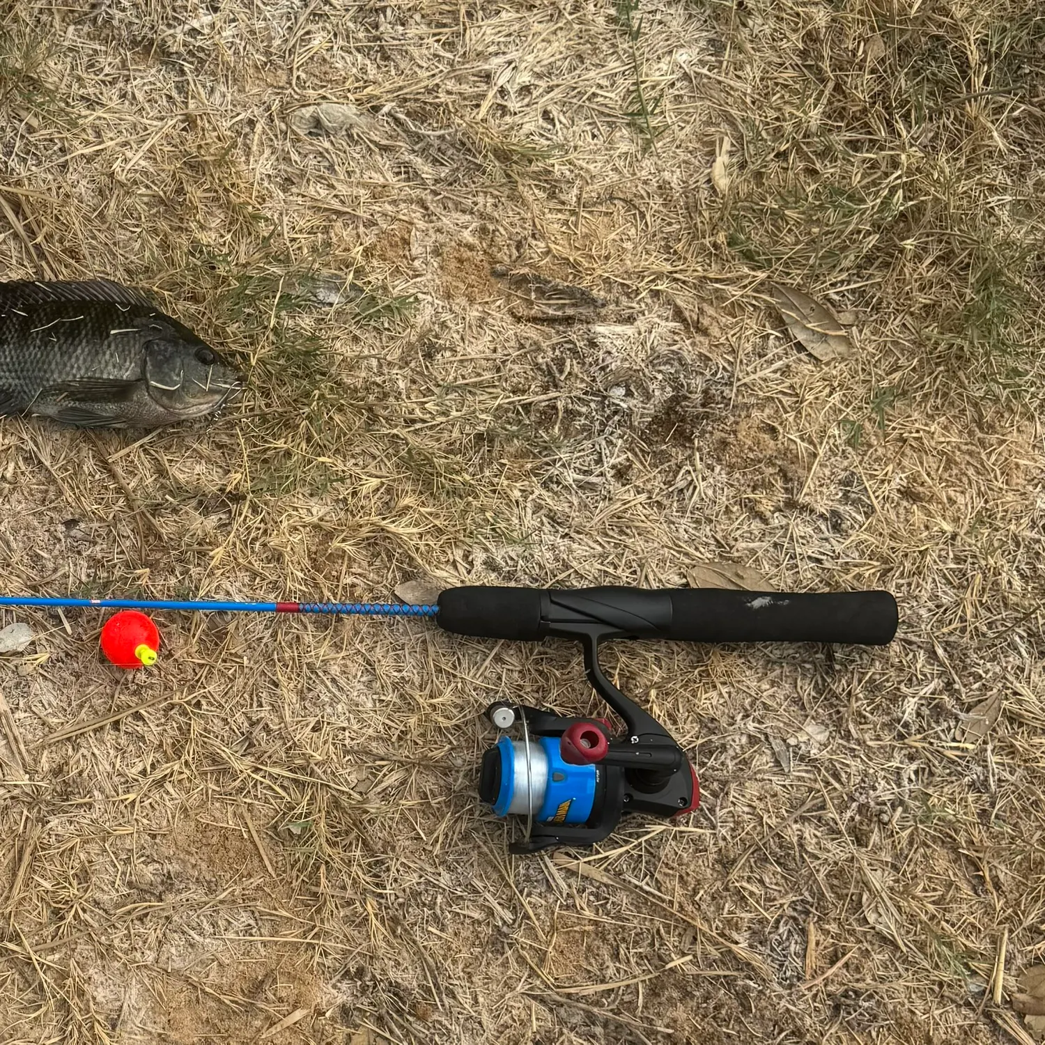 Nile tilapia caught on Fishbrain